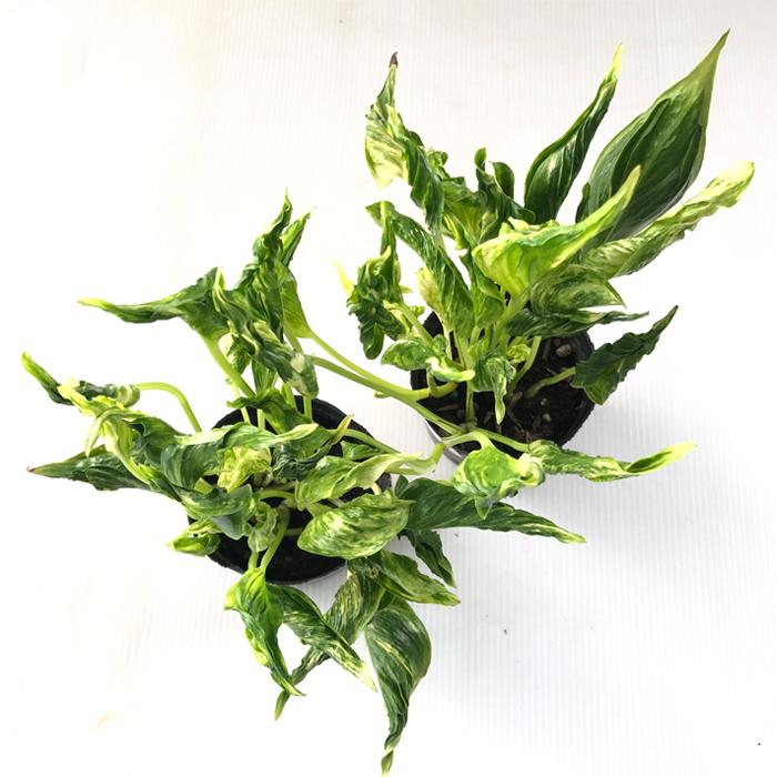 観葉植物 ポトス テルノ No.011 サンシャイン 8cmポット 小型 観葉植物 ポトス テルノ No.011 サンシャイン 8cmポット 小型
