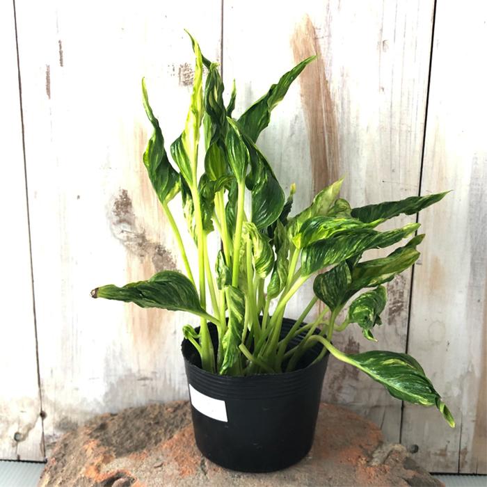 ポトス テルノ サンシャイン 観葉植物 インテリア おしゃれ 9cmポット Z フラワーネット日本花キ流通 通販 Yahoo ショッピング