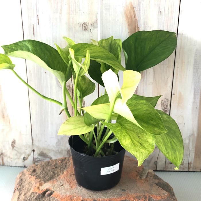 ポトス テルノ ハナハナ 観葉植物 インテリア おしゃれ 9cmポット Z フラワーネット日本花キ流通 通販 Yahoo ショッピング