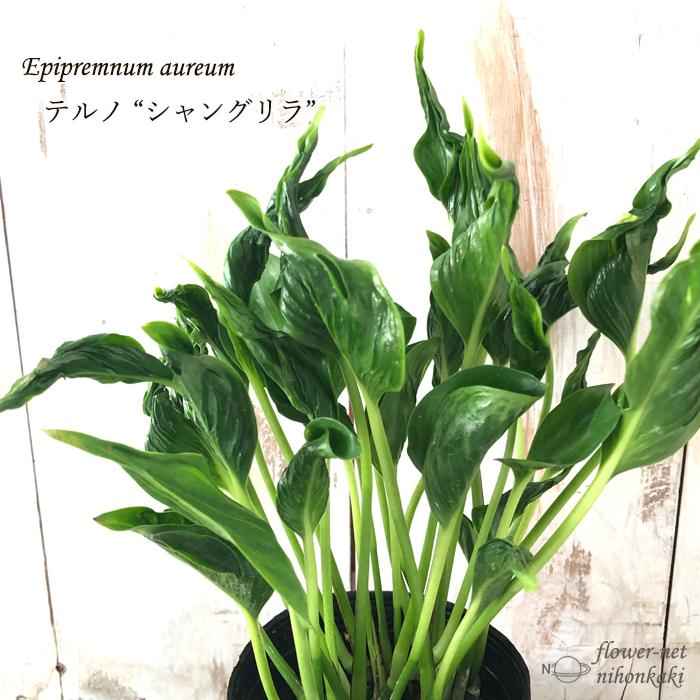 ポトス テルノ シャングリラ 観葉植物 インテリア おしゃれ 8cmポット Z フラワーネット日本花キ流通 通販 Yahoo ショッピング