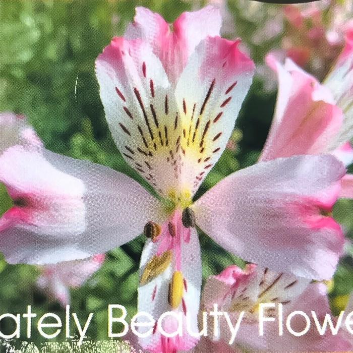 予約販売 アルストロメリア苗 ハナカスミ 10 5cmポット 中性種 宿根草 アルストロメリア 新品種 Z フラワーネット日本花キ流通 通販 Yahoo ショッピング