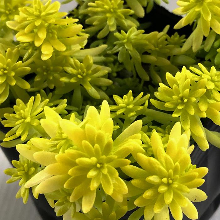 多肉植物 Seセダム ミモザ 多肉植物 セダム 9cmポット Z フラワーネット日本花キ流通 通販 Yahoo ショッピング