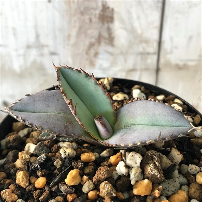 多肉植物 Caアガベ チタノタ ブルー 実生 多肉植物 アガベ コーデックス 7 5cmポット Z フラワーネット日本花キ流通 通販 Yahoo ショッピング
