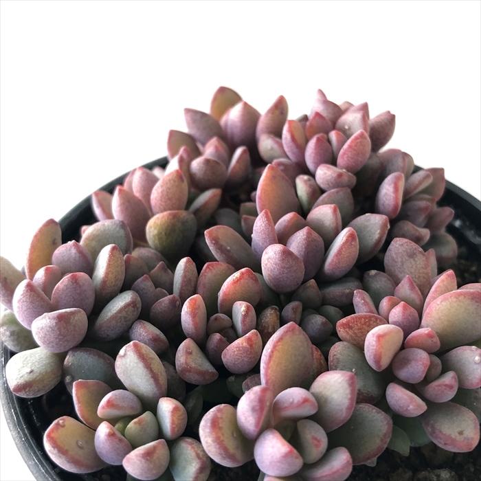 多肉植物 ♡古都の葉さん～パープルドリーム♡ポットごと発送のお値段^^ 多肉植物 ♡古都の葉さん～パープルドリーム♡ポットごと発送の