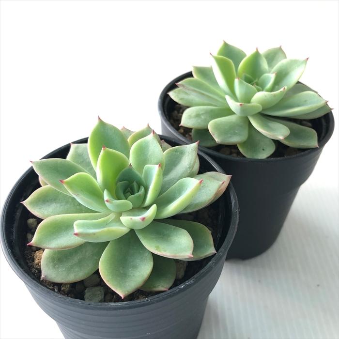 多肉植物 Hmエケベリア アイスピンキー 多肉植物 エケベリア 6cmポット Z フラワーネット日本花キ流通 通販 Yahoo ショッピング