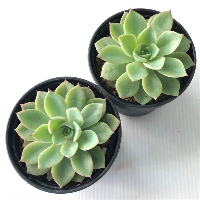 多肉植物 Hmエケベリア アイスピンキー 多肉植物 エケベリア 6cmポット Z フラワーネット日本花キ流通 通販 Yahoo ショッピング