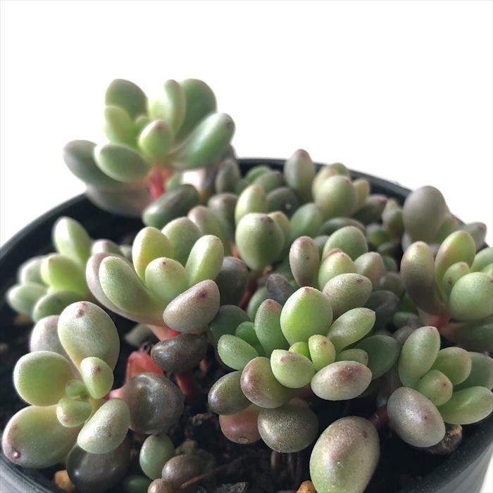 多肉植物 Hmセダム ばらまき 大型玉葉 多肉植物 セダム 6cmポット Z フラワーネット日本花キ流通 通販 Yahoo ショッピング