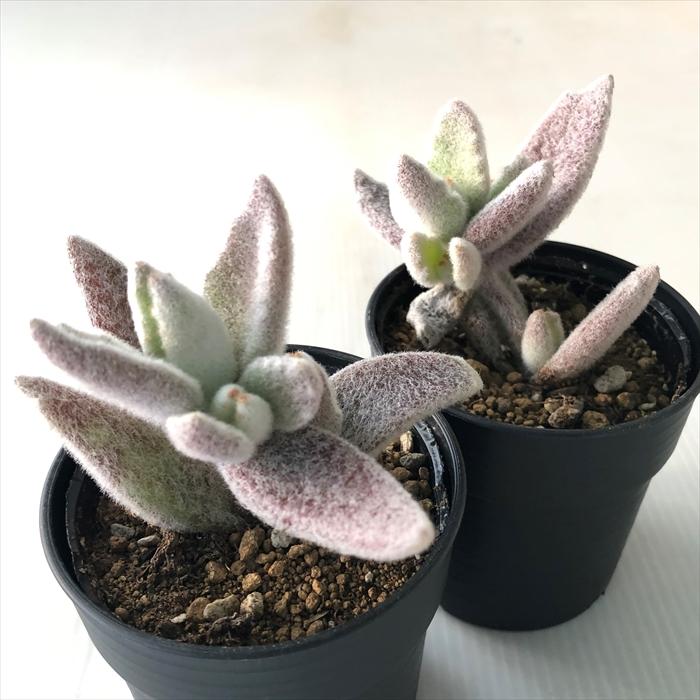 日本花キ流通 多肉植物 hmカランコエ 福兎耳 hyb 多肉植物 カランコエ