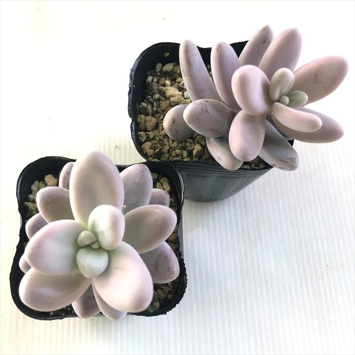多肉植物 Seセダム クライギー 7 5cmポット 多肉植物 セダム Azm Z フラワーネット日本花キ流通 通販 Yahoo ショッピング