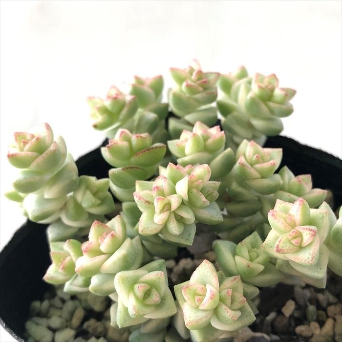 日本花キ流通 多肉植物 seクラッスラ パステル 7.5cmポット