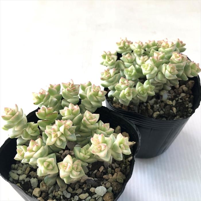 希少　レア品種　多肉植物　クラッスラ　『ネモロサ』　1カット(根っこ有りません) クラッスラ ネモロサ 花付き レア多肉 最後 - メルカリ