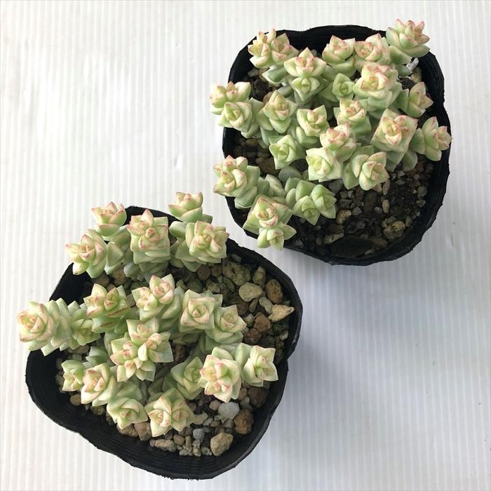日本花キ流通 多肉植物 seクラッスラ パステル 7.5cmポット 多肉植物
