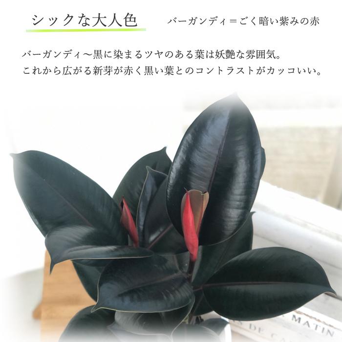 ゴムの木 フィカス バーガンディ 6号鉢 送料無料 観葉植物 苗 インテリア おしゃれ｜flower-net｜02