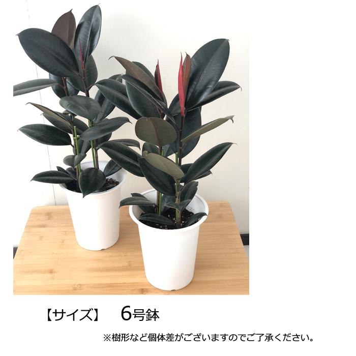 日本花キ流通 観葉植物 ゴムの木 フィカス バーガンディ 6号鉢 日本花キ流通 観葉植物 ゴムの木 フィカス バーガンディ 6号鉢