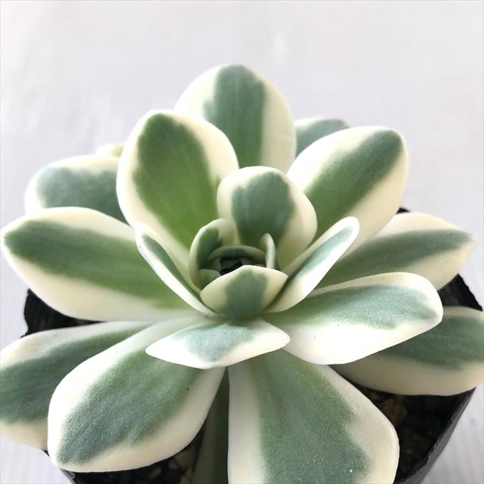 多肉植物 Caオロスタキス 富士 多肉植物 オロスタキス 7 5cmポット Z フラワーネット日本花キ流通 通販 Yahoo ショッピング