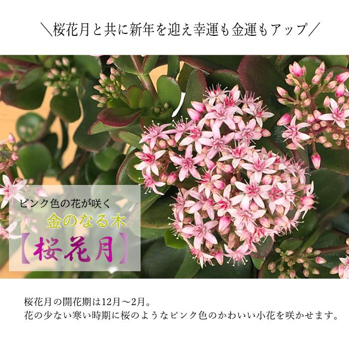 日本花キ流通 金のなる木 花いっぱい 桜花月 5号鉢 送料無料 カゲツ 花