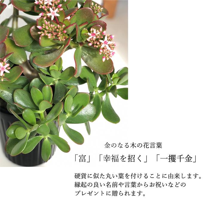 金のなる木 花いっぱい 桜花月 5号鉢 送料無料 カゲツ 花月 多肉植物 インテリア Z フラワーネット日本花キ流通 通販 Yahoo ショッピング