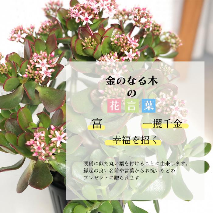 日本花キ流通 金のなる木 花いっぱい 桜花月 5号鉢 送料無料 カゲツ 花