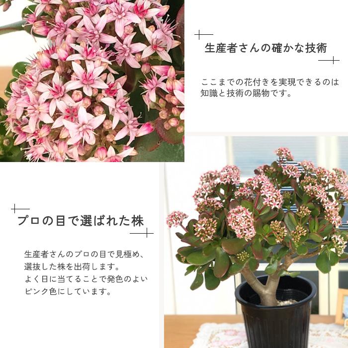 日本花キ流通 金のなる木 花いっぱい 桜花月 5号鉢 送料無料 カゲツ 花