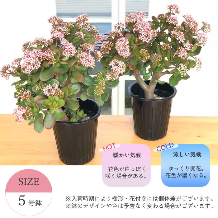 日本花キ流通 金のなる木 花いっぱい 桜花月 5号鉢 送料無料 カゲツ 花