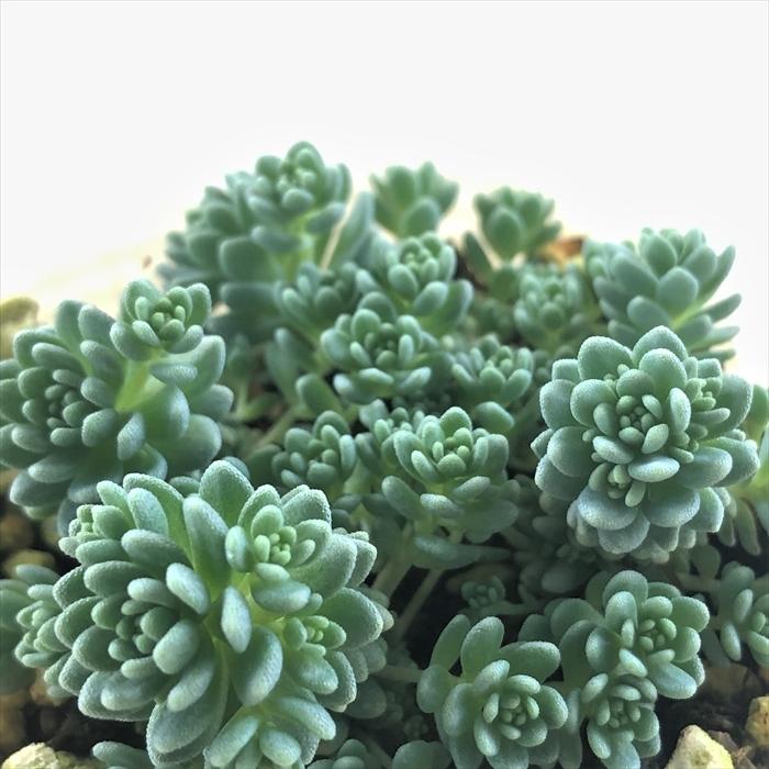 アウトレット 送料無料 多肉植物 Sbセダム マジョール セダム 7 5cmポット