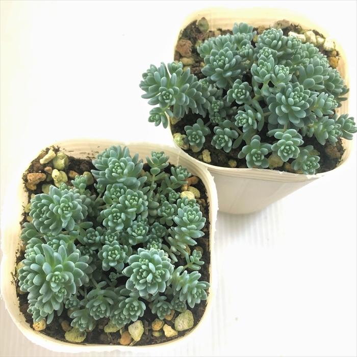 多肉植物 Sbセダム マジョール 多肉植物 セダム 7 5cmポット Z フラワーネット日本花キ流通 通販 Yahoo ショッピング