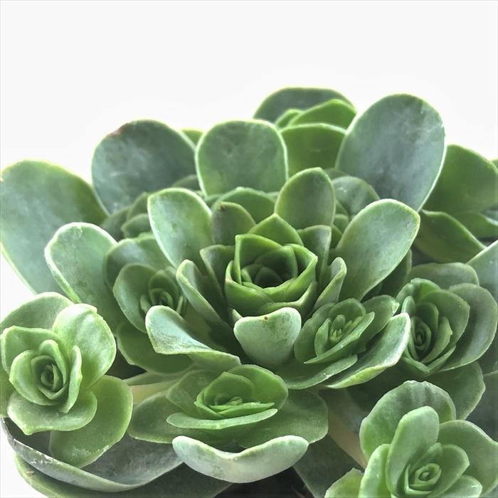日本花キ流通 多肉植物 sbグリーノビア ドドランタリス 多肉植物