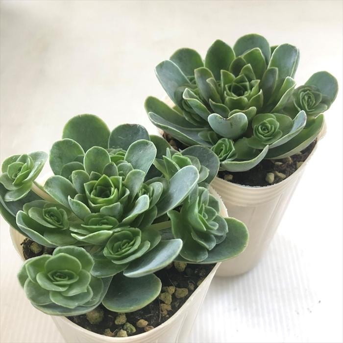 日本花キ流通 多肉植物 sbグリーノビア ドドランタリス 多肉植物