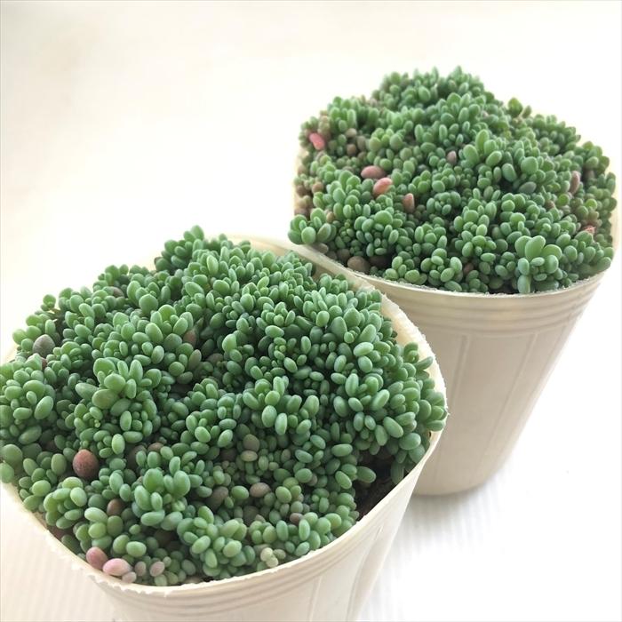 多肉植物 Sbセダム ばらまき姫星美人 7 5cmポット ダシフィルム リファレンス パープルヘイズ 多肉植物 セダム Z フラワーネット日本花キ流通 通販 Yahoo ショッピング