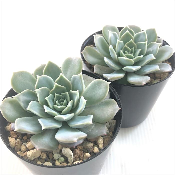 日本花キ流通 多肉植物 skエケベリア マドレーヌ 多肉植物 エケベリア 
