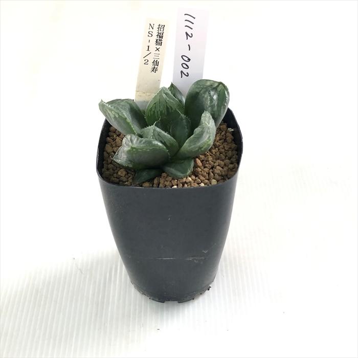 多肉植物 niハオルチア 招福猫×三仙寿 NS-1/2 カクタスニシさん 多肉植物 niハオルチア 招福猫×三仙寿 NS-1/2 カクタスニシさん