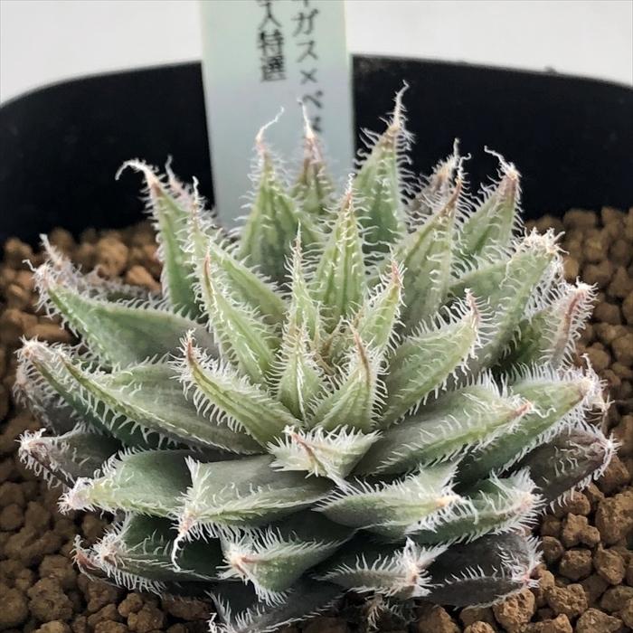 多肉植物 Niハオルチア 毛玉絵巻ns1 ギガス ベヌスタ イザベラエ F輸入特選 実生苗 多肉植物 カクタスニシさん苗 ハオルチア 1112 005 現品販売 7 5cmポッ Z フラワーネット日本花キ流通 通販 Yahoo ショッピング