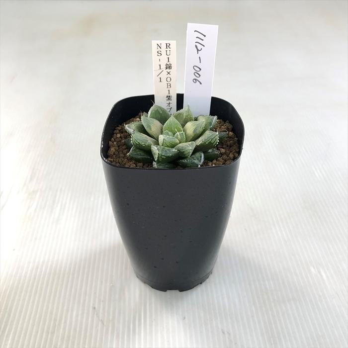 柘*榴様 多肉植物　ハオルチア　霓虹燈オブツーサ錦 Yahoo!オークション - 多肉植物 ハオルチア オブツーサ錦 桜水晶