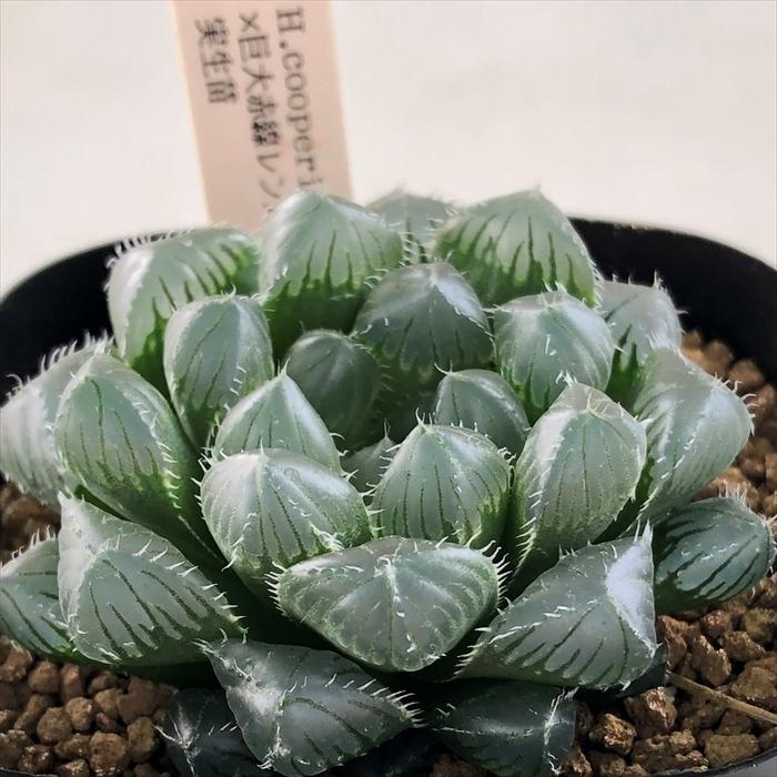 植物 楽天市場】洋風シェードガーデン1 グミ・ギルトエッジ マホニア