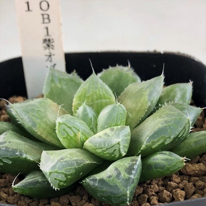 多肉植物 niハオルチア RU1錦×OB1 紫オブツーサ NS-1/1 多肉植物 niハオルチア RU1錦×OB1 紫オブツーサ NS-1/1