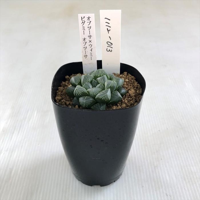 多肉植物 Niハオルチア オブツーサ ウィミー ピグミー オブツーサ 多肉植物 カクタスニシさん苗 ハオルチア 1112 013 現品販売 7 5cmポット Z フラワーネット日本花キ流通 通販 Yahoo ショッピング