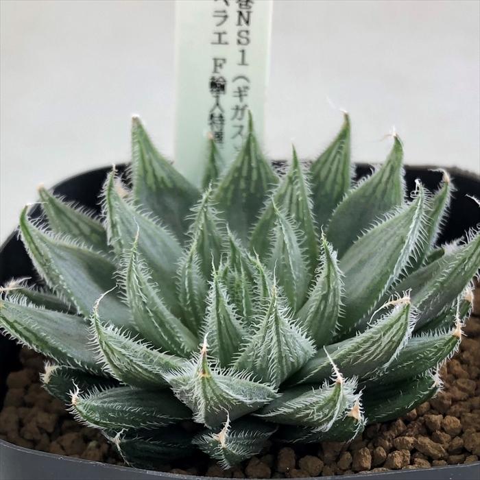 多肉植物 Niハオルチア 毛玉絵巻ns1 ギガス ベヌスタ イザベラエ F輸入特選 実生苗 多肉植物 カクタスニシさん苗 ハオルチア 1112 014 現品販売 7 5cmポッ Z フラワーネット日本花キ流通 通販 Yahoo ショッピング
