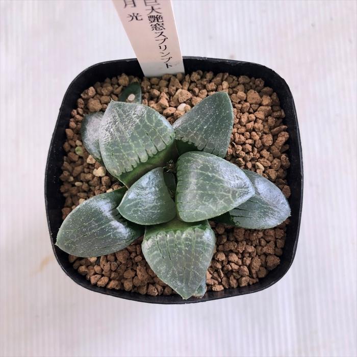 多肉植物 niハオルチア 巨大艶窓スプリンプト 月光 カクタスニシ 多肉植物 niハオルチア 巨大艶窓スプリンプト 月光 カクタスニシ