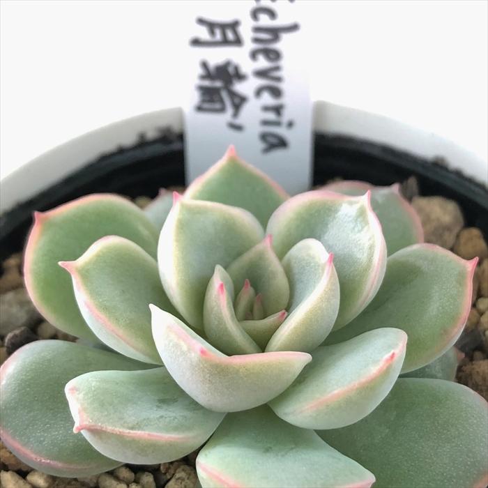 凛華。多肉植物。玉椿。根付き。二つで3cm. 凛華。多肉植物。玉椿