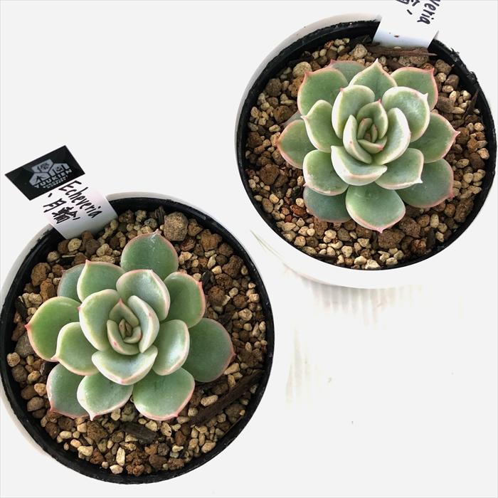 希少❣️ゆうパック発送　beehouseさん人気種交配5苗セット　多肉植物 希少❣️ゆうパック発送 beehouseさん人気種交配5苗セット 多肉植物