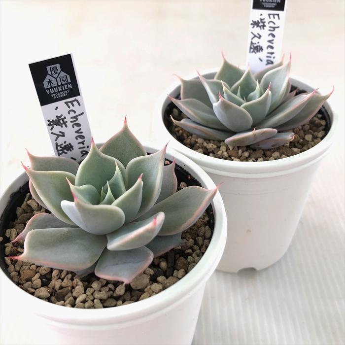 多肉植物 yukエケベリア 紫久遠 優木園さんの苗 命名株 送料無料