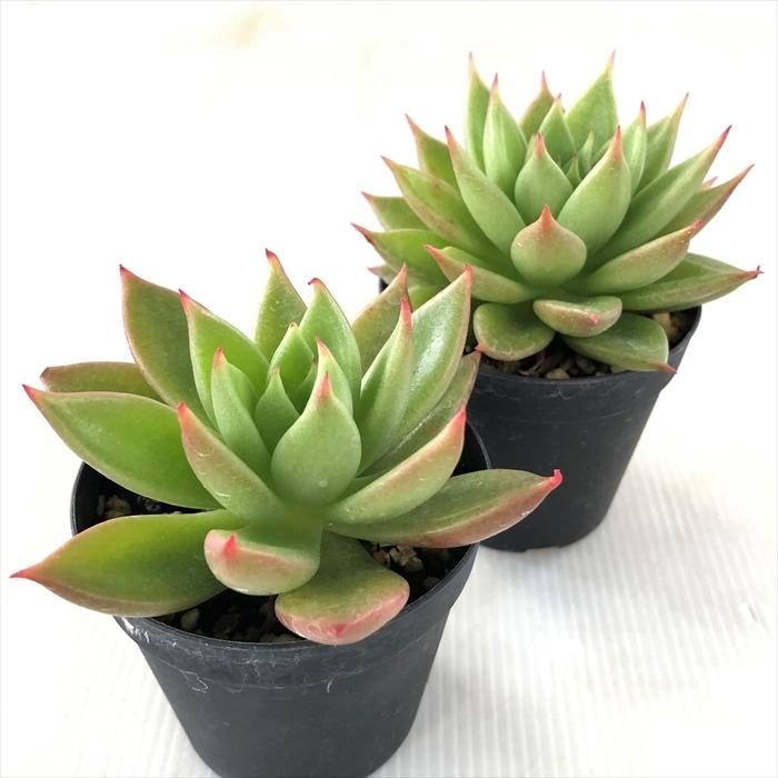 多肉植物 Skエケベリア 赤い星 多肉植物 エケベリア 7 5cmポット Z フラワーネット日本花キ流通 通販 Yahoo ショッピング