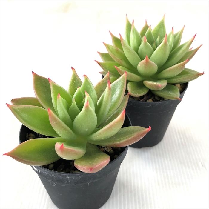 日本花キ流通 多肉植物 skエケベリア 赤い星 多肉植物 エケベリア 7.5