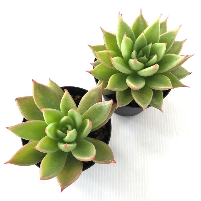 多肉植物 Skエケベリア 赤い星 多肉植物 エケベリア 7 5cmポット Z フラワーネット日本花キ流通 通販 Yahoo ショッピング