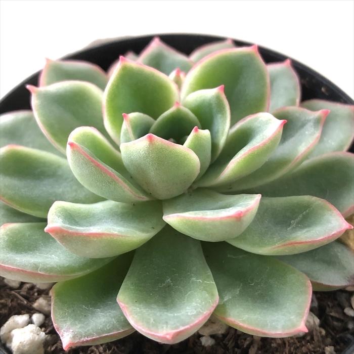 日本花キ流通 多肉植物 skエケベリア カリビアンクルーズ 日本花キ流通 多肉植物 skエケベリア カリビアンクルーズ