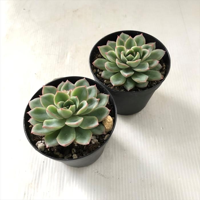 多肉植物 Skエケベリア カリビアンクルーズ 多肉植物 エケベリア 7 5cmポット Z フラワーネット日本花キ流通 通販 Yahoo ショッピング