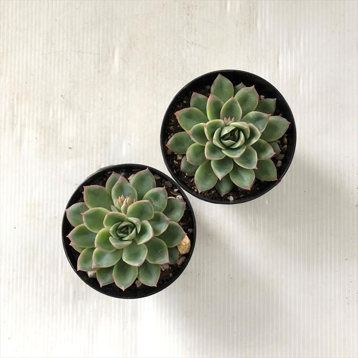 多肉植物 Skエケベリア カリビアンクルーズ 多肉植物 エケベリア 7 5cmポット Z フラワーネット日本花キ流通 通販 Yahoo ショッピング