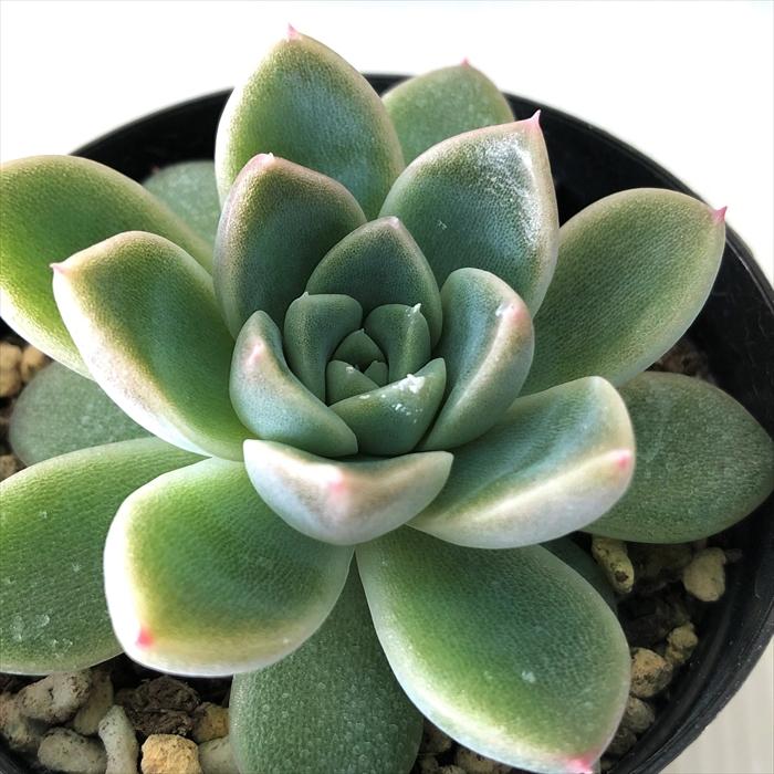 多肉植物 Skエケベリア ソブリン 多肉植物 エケベリア 7 5cmポット Z フラワーネット日本花キ流通 通販 Yahoo ショッピング