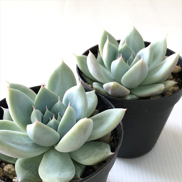 多肉植物 Swkエケベリア クリスタルランド 多肉植物 エケベリア 7 5cmポット Z フラワーネット日本花キ流通 通販 Yahoo ショッピング