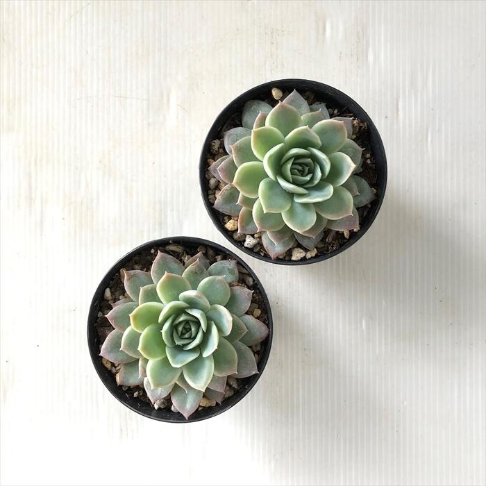 日本花キ流通 多肉植物 skエケベリア セプテンバーモーン 多肉植物